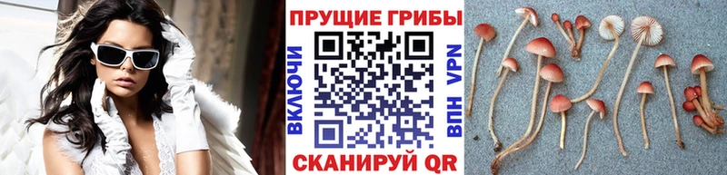 Купить  Красавино  Галлюциногенные грибы прущие грибы 